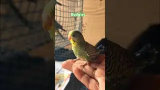 Budgies Little Angels 🥰 #budgies #budgiesbaby #petlover #shorts #ytshorts #youtubeshorts
