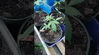autoflower breeding 607 genetics
