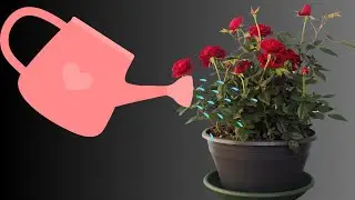 10 tips for thriving roses indoors| INDOOR PLANT CARE