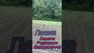 Лелека
