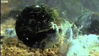 Deformed Frog Parasite Life Cycle - BBC Nature