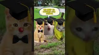 Clown kitten story 🫣🤡#3 | cat school invasion💥🏫