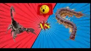 Millipede and scorpion fight