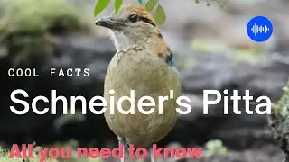 Schneider's pitta facts 🦜 endemic to Sumatra in Indonesia 🇮🇩