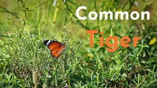 Common Tiger Butterfly | 4K Nature |
