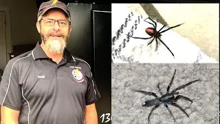 Stop Spiders in Their Tracks with Pest Zapper!