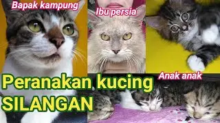 Peranakan kucing SILANGAN kampung VS persia medium//miu meow
