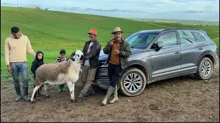 الربح مضمون مع الأغنام 🐑 الصردية و لا شيء إلا الأغنام الصردية
