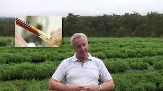 Bio Actives Export - Centipeda cunninghammi (Plantolin) Extract