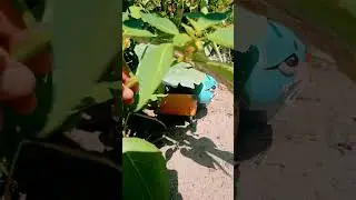 using all of the plant #garden #plants #gardenupdate #organic #grow #compost #reuse #nowaste #shorts