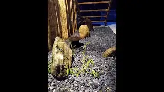 Japanese Stone Garden