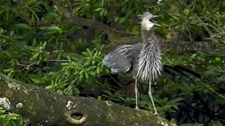 Calls of a Great-billed Heron P1 (with spectro)