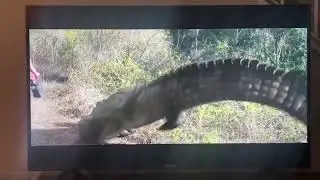 #MethGator!!!