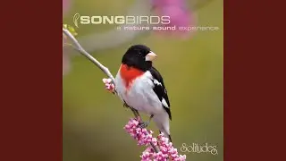 Swainson's Thrush and Scarlet Tanager