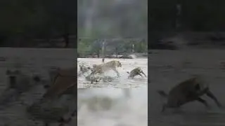 Spotted Hyena - how the Clan Hierarchy works! and their Behavior!!!