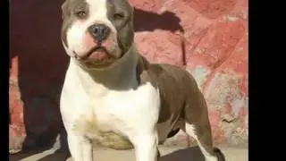 iron  k&eacute;k pitbull stafford