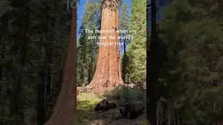 The world&rsquo;s largest Tree, General Sherman Tree in Sequoia National Park, Three rivers CA