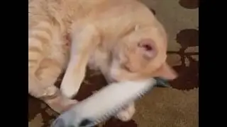 Catnip Fish Toy