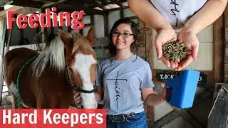Putting Weight on a Horse , Feeding Hard Keepers, What I Feed my Horse