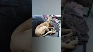 Pet Friends - Spring 2019 - North Devon, UK 🇬🇧 - BritishGirlExplores #BGEsquad
