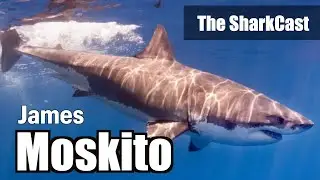 The SharkCast S1 E5: James Moskito on White Shark Diving in the Pacific