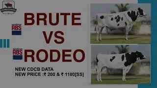 ABS BRUTE or RODEO? Best Low-Cost Genetics in India 🇮🇳 | ₹200 Normal | ₹1100 Sexed | Full Details