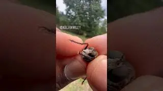 Robber Fly With Venom Leaking Out! 🪰