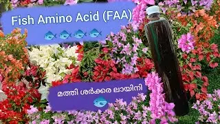 Sardines are good for flowering and fruiting! Fish Amino Acid! #fishaminoacid