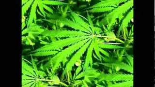 Indef ft. Pr1me, Taje & Mike Ant - HIGH