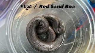 मांडूळ साप रेस्क्यू | Red Sand Boa rescue and release