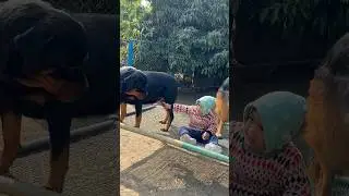 Good Vs Bad ‼️✅Rottweiler Daisy vs Gsd Rustam 😂🤪#challenge #shorts #viralvideo