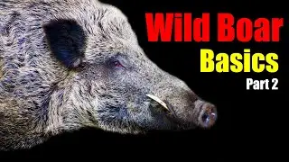 Wild Boar Basics &ndash; Part 2