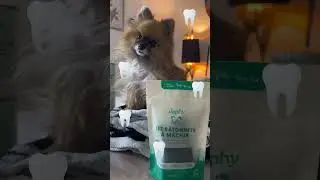 #maya test la marque @japhy.fr #kitten #spitz #doglife #pets #animal #cute #puppy #louloudepomeranie