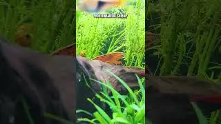 How Often Do Bamboo Shrimp Molt? 🤔 🦐 #shorts