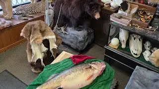 14.3 LBS WALLEYE AT THE TAXIDERMIST