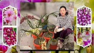 How to planting orchids flower/ easy way to plant an orchid 🌺!!