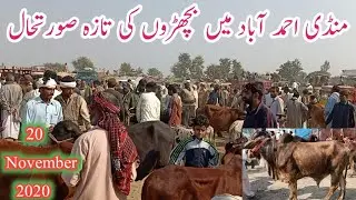 Current situation for calves Mandi Ahmedabad | Beautiful calf Mandi Ahmedabad Mandi| Low Cost Rat's
