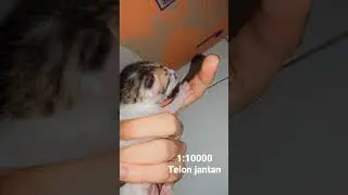 kucing belang tiga jantan #kucingbelangtiga#kucing