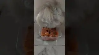 Loui first time eat salmon #dog #puppy #ishowspeed #salmon #mukbang #bitcoin
