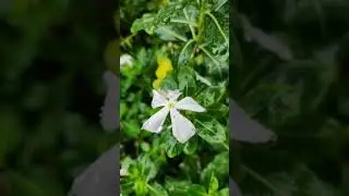A Rainy weather #rain #flower #shorts #ytshorts #viral