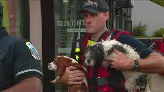 'This is a city failure' | Flood that kills several dogs in Northeast DC prompts investigation