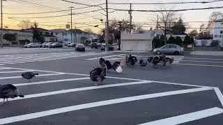 🔴 NYC Live: Staten Island Turkey Hunt! 🦃 🥶  11/23/22
