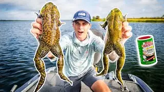 How To Catch GIANT BULLFROGS!! (Catch - Clean - Cook)