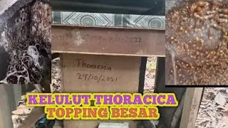 KELULUT THORACICA TOPPING BESAR#Somiungfamily#kelulutthoracicatoppingbesar