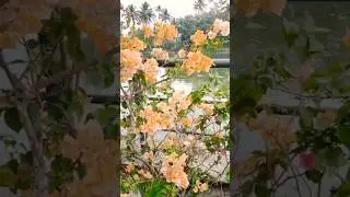 Journey to Flowers Channel 🥰#pleasesubscribe #shortvideo #mermaid #comedy