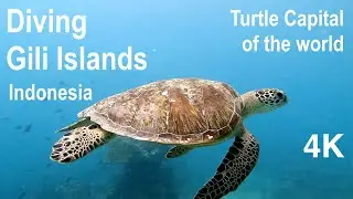 Diving Indonesia&rsquo;s Turtle Haven &ndash; Gili Islands [4K]
