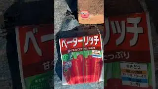 寒い中🥶野菜達は元気で育っているのと不織布の💪