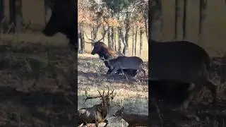 Buck attacking elk