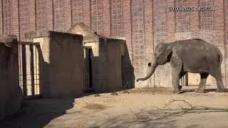 EEG Asiatische Elefanten, Zoo Leipzig, D, 20.03.2025,  Rani und Savani auf der Außenanlage. Teil 3