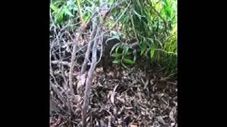 Gilbert's Potoroo - pen release